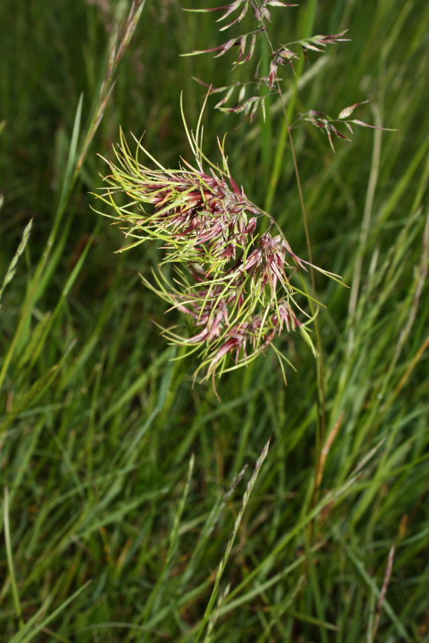 Poa bulbosa, forma vivipara